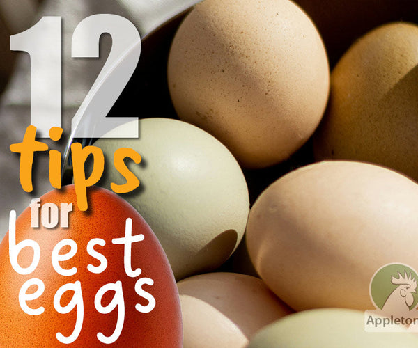 Tips for Top Egg Production