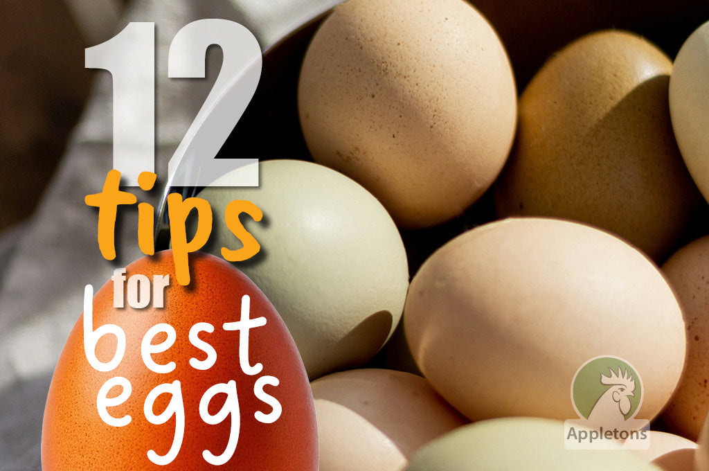 Blog 12 Tips For Egg Production