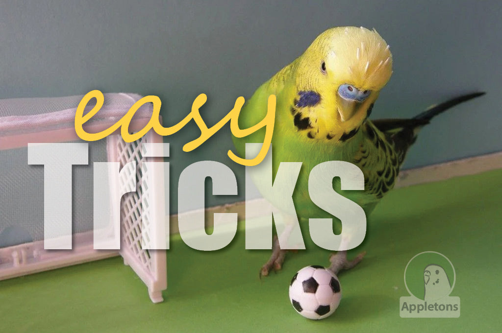 4 Easy Tricks to Teach your Budgie