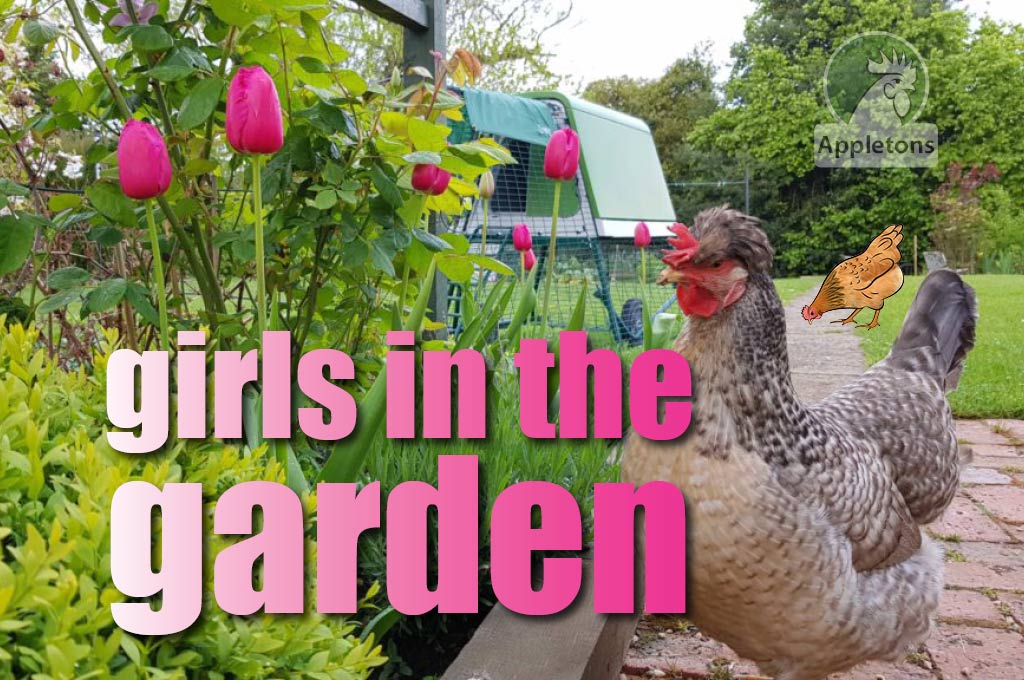 Blog Six Ways Keeping Chickens Will Benefit Your Garden