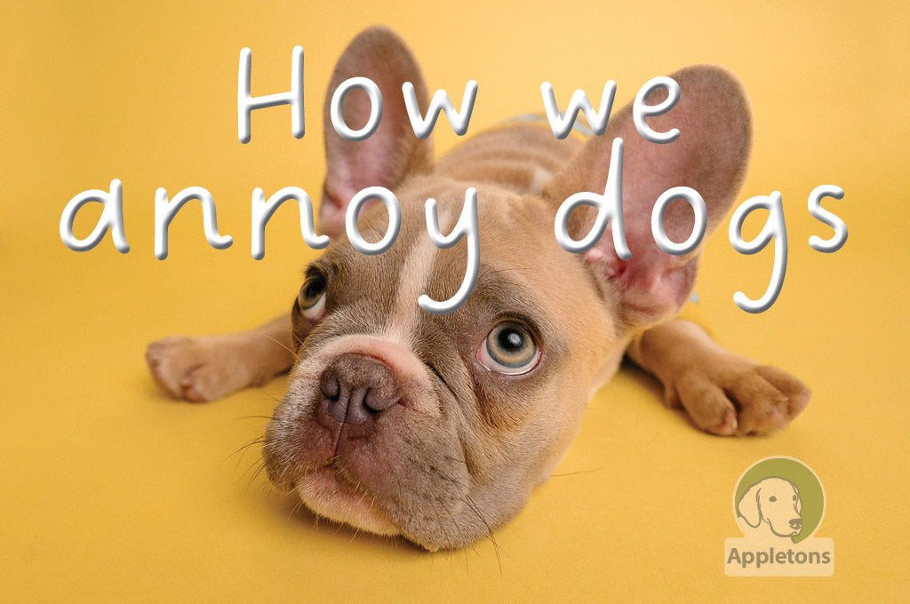 9 Things We Do That Annoy Dogs
