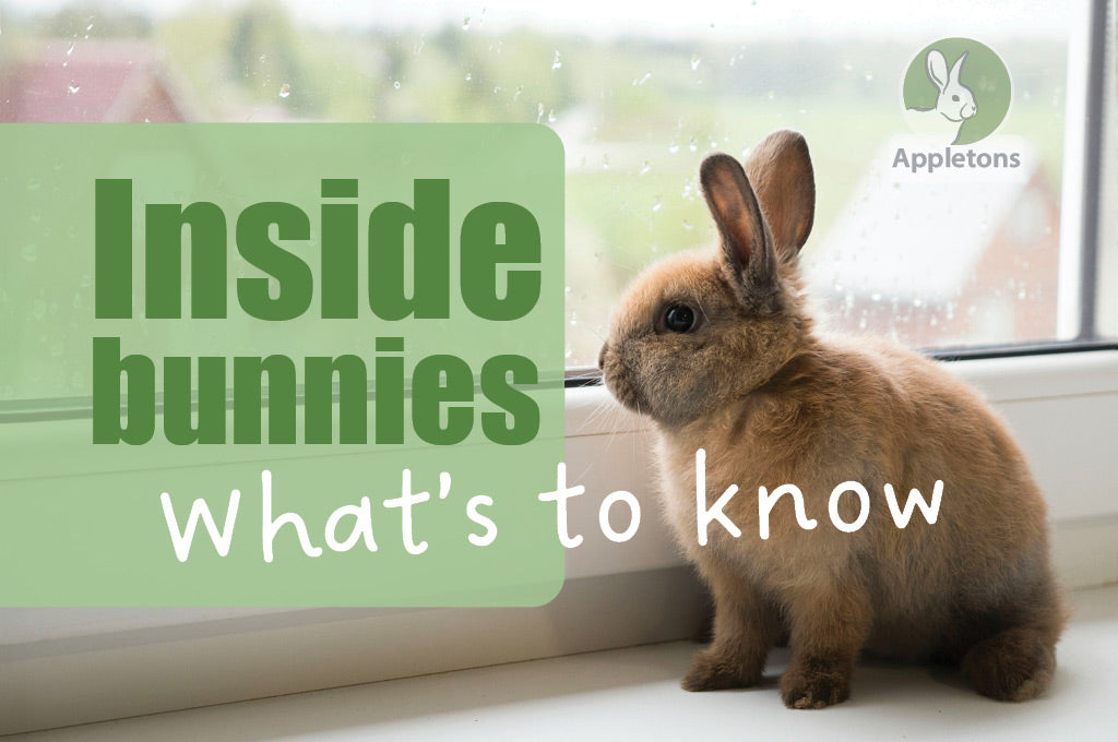 A Clean Home with Indoor Rabbits