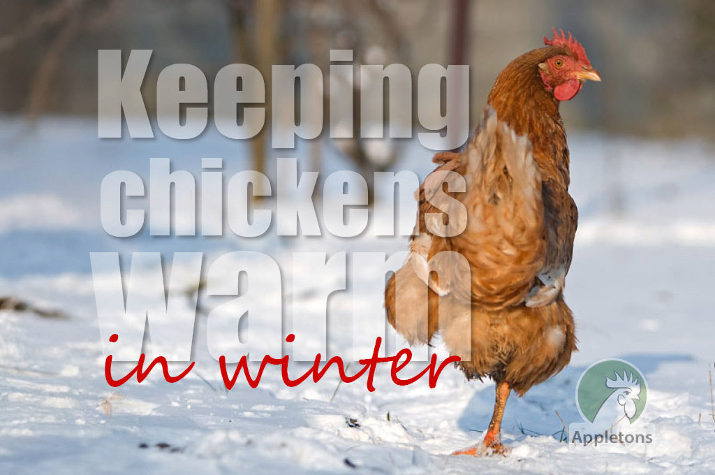 Blog Are my Chickens Too Cold