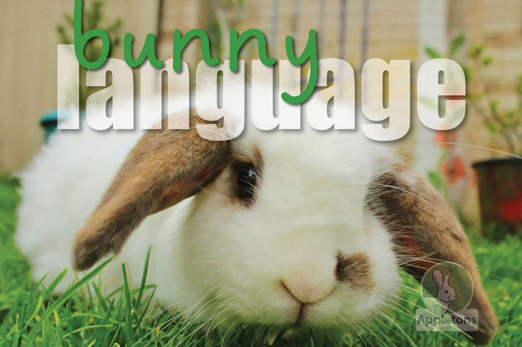 Bunny Talk 🐰 Learn to Read your Rabbit’s Body Language