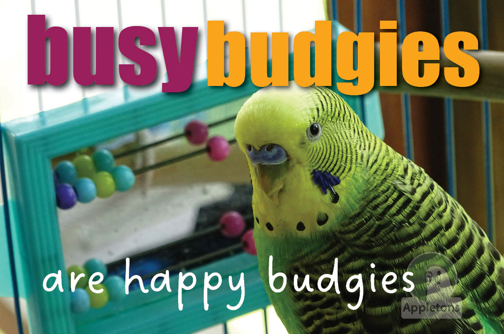 Busy Budgies are Happy Budgies
