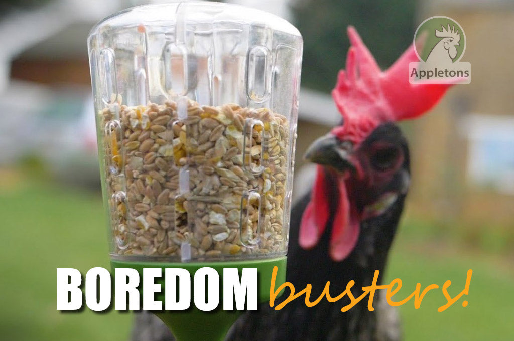 Blog Busy Hens are Happy Hens