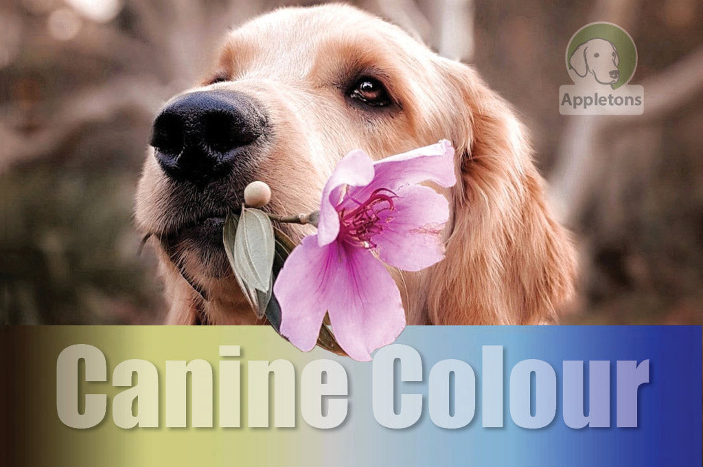 Can Dogs See Colour?