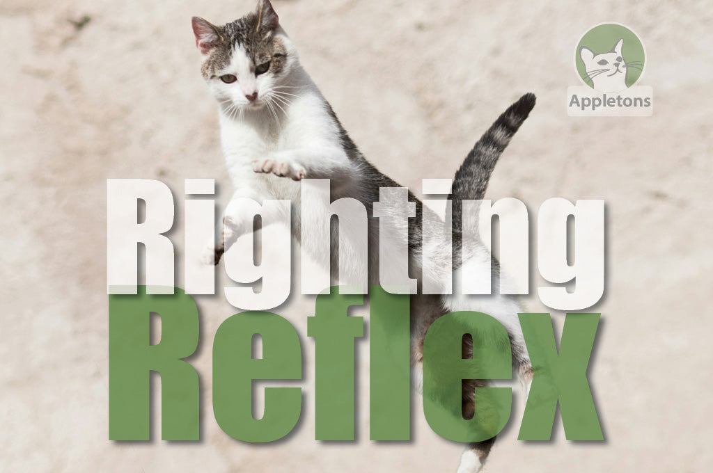 Cat Righting Reflex