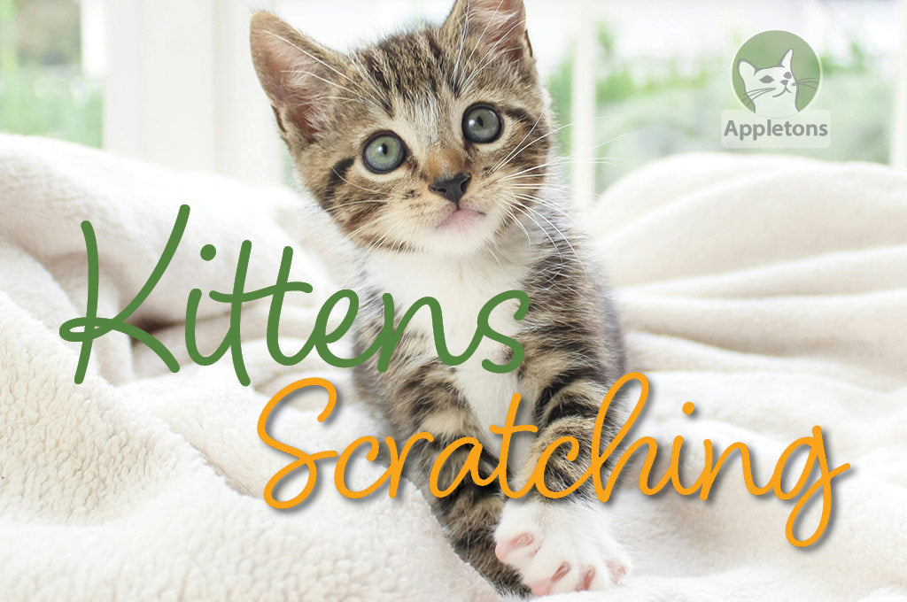 Cat Scratchers and Kitten Development