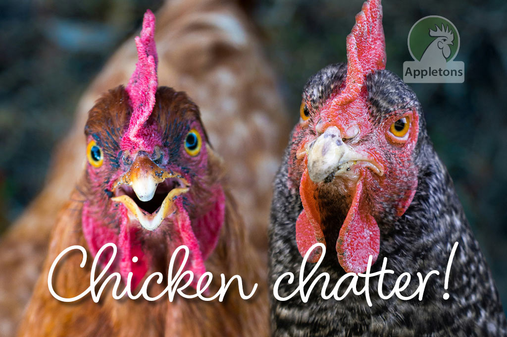Blog Chicken Chatter