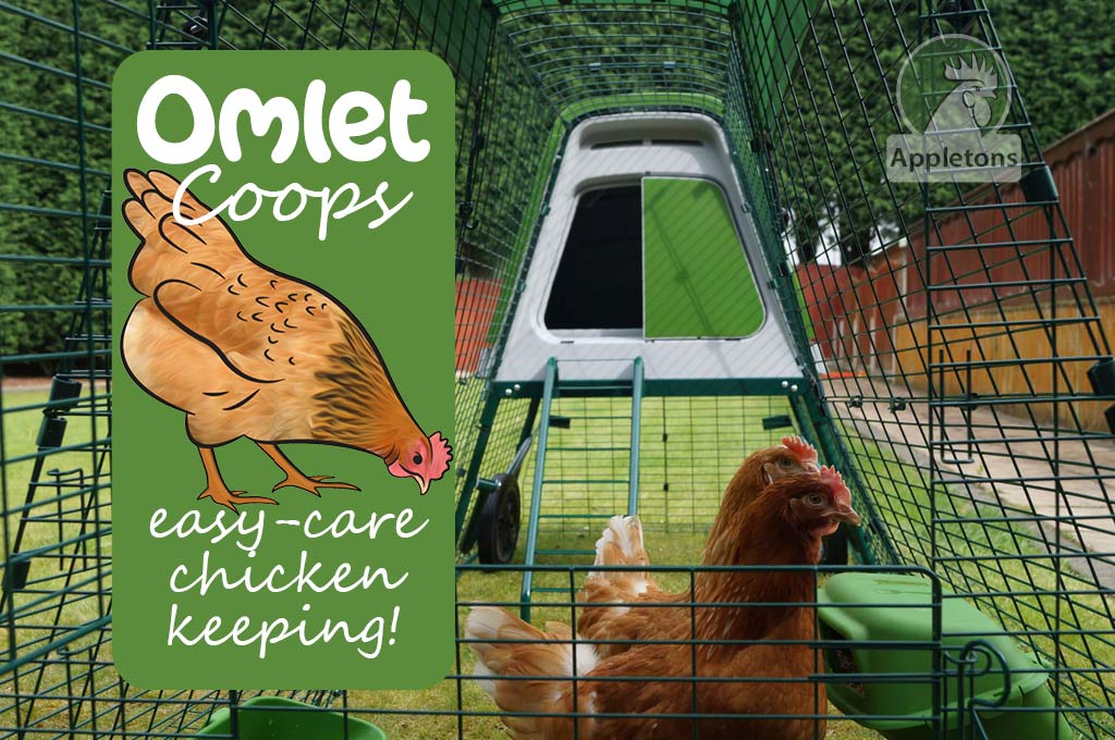 Choosing Your Eglu Chicken Coop