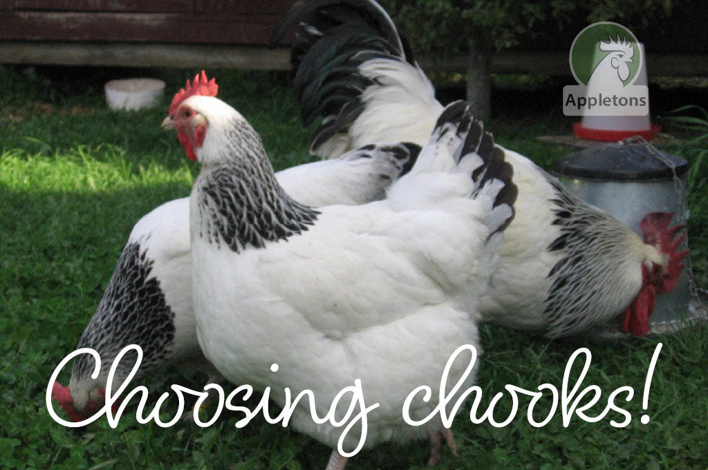 Blog Choosing the Right Chicken Breed