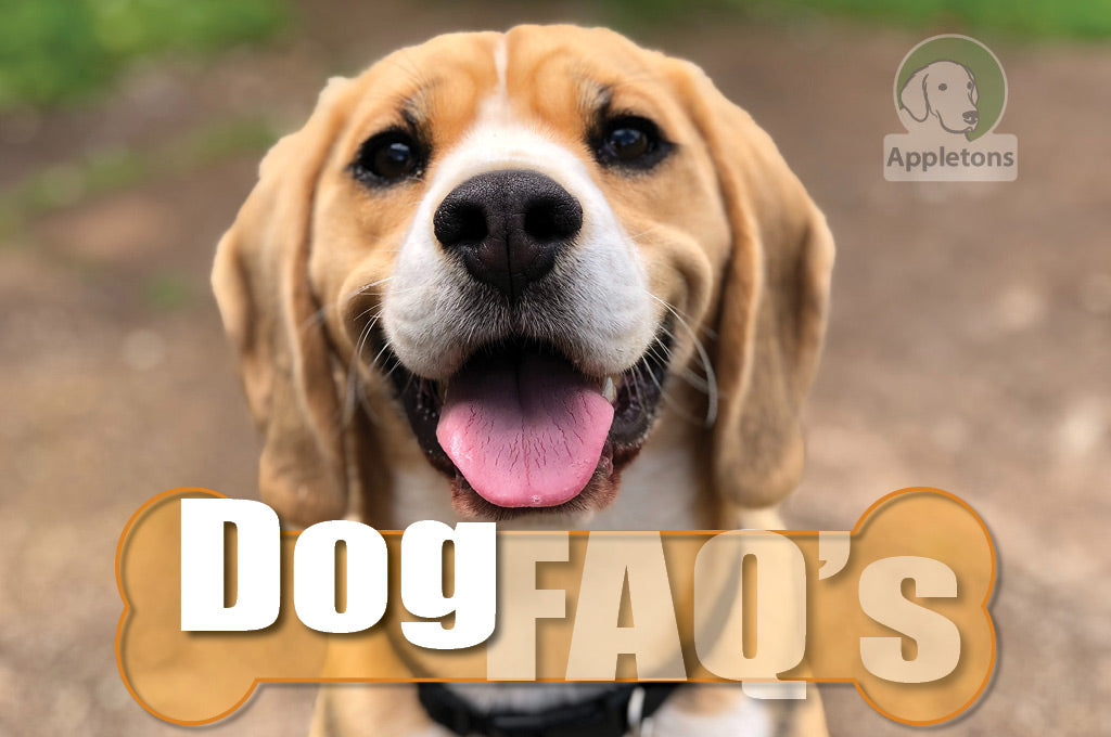 Commonly Asked Questions About Dogs