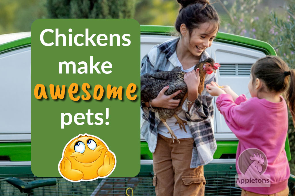 Blog Convince Your Family to Let You Keep Chickens