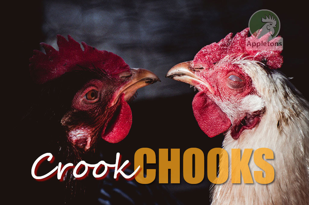 Crook Chooks