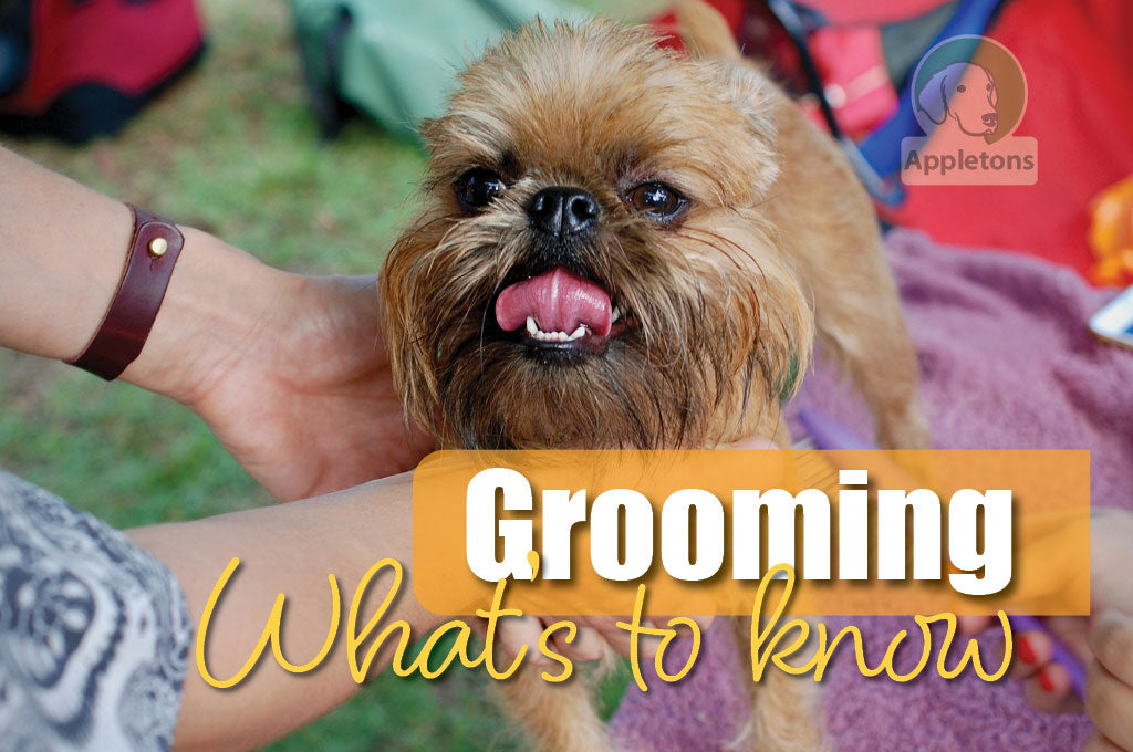 Dog Grooming Tips