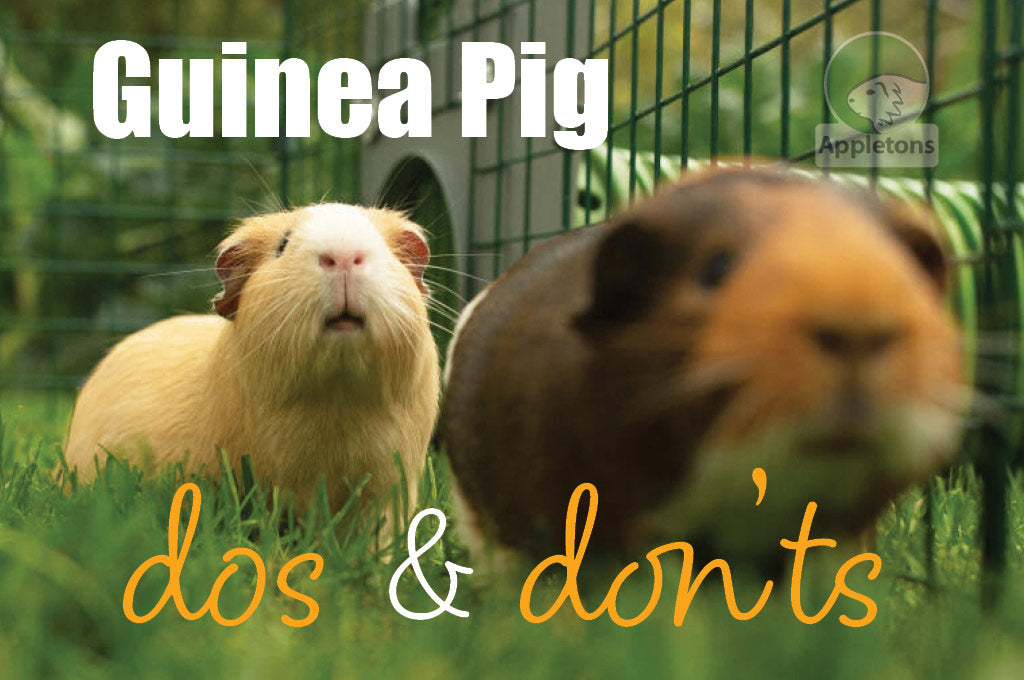 Dos and Don’ts of Owning Guinea Pigs