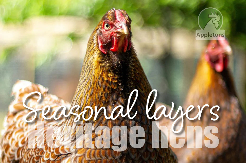 Blog Enjoy Eggs Year Round With The Heritage Breeds