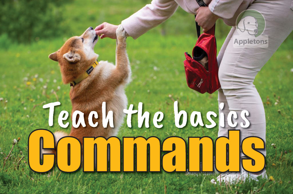 Blog Essential Dog Commands