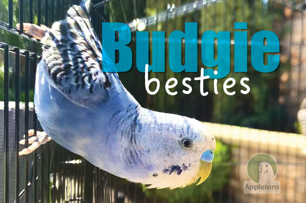 Five Reasons Why Budgies Make Such Great Pets