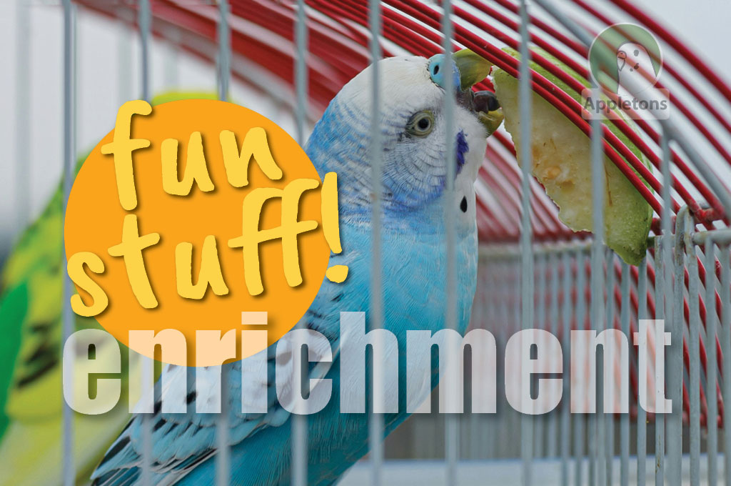 Fun Things to do With Your Budgie