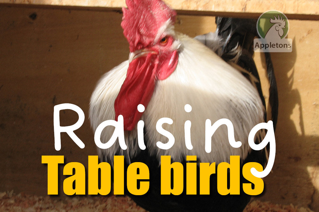 Blog Good Housekeeping and Raising Meat Birds