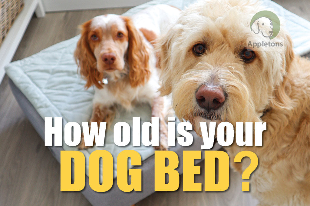 Blog How Long Do Dog Beds Last