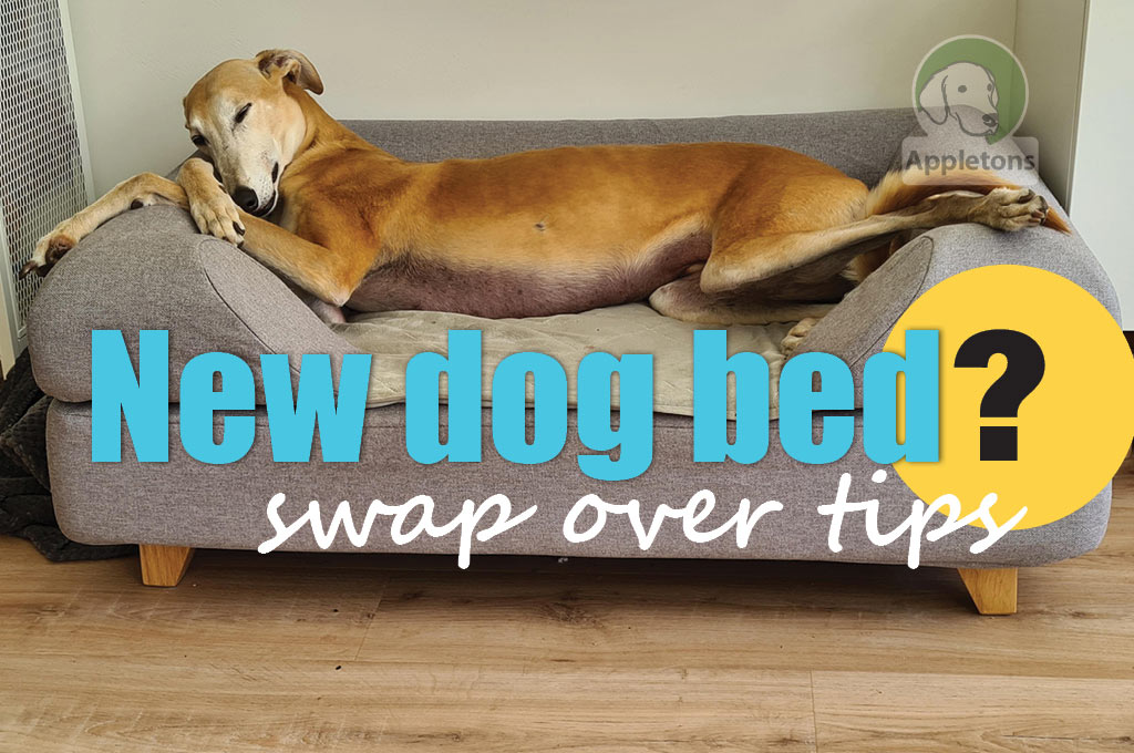 Blog How To Get A Dog Used To A New Bed
