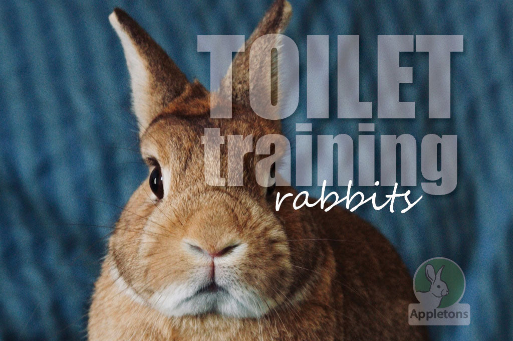 How To Litter Train Your Rabbit