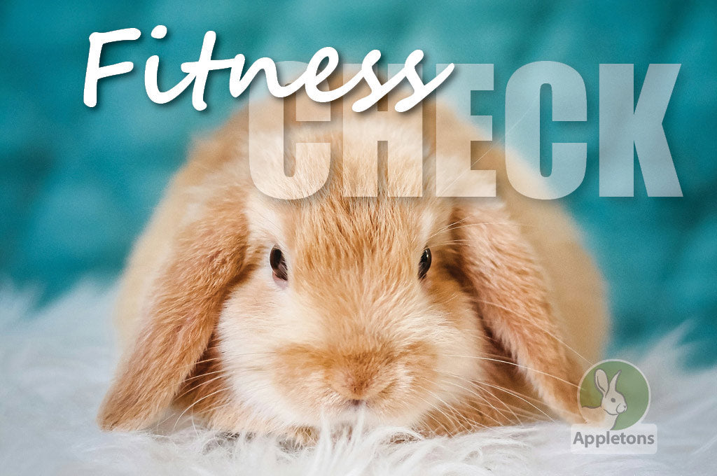 How to Give Your Rabbit a Health Check