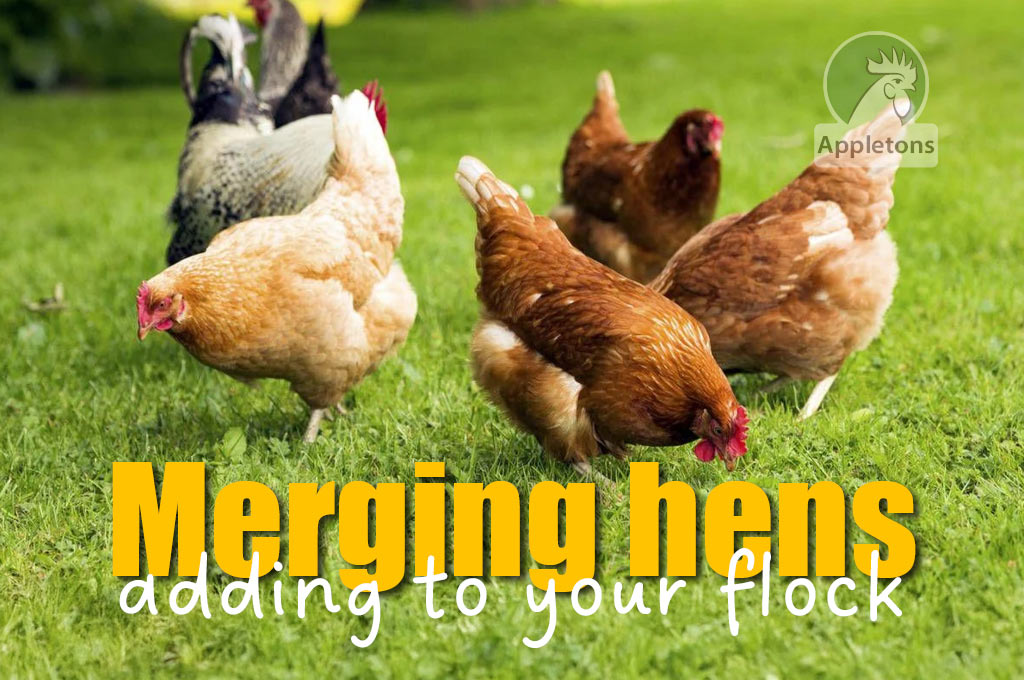 How to Introduce New Chickens To Your Flock