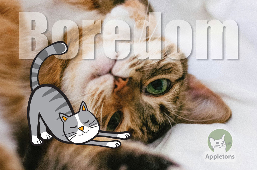 How to Keep Your Cat Occupied?
