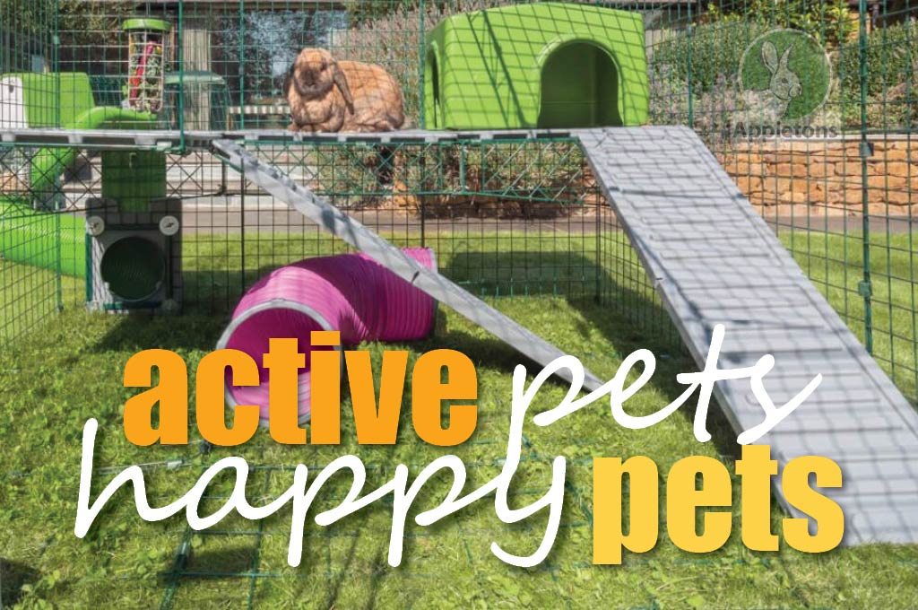 How To keep Your Rabbits and Guinea Pigs Active