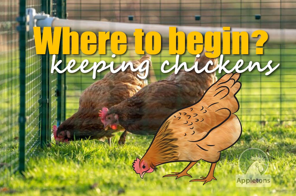 Blog How to start keeping chickens