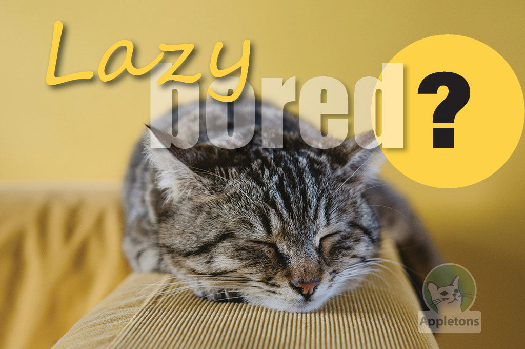 Is my cat lazy, or just bored?