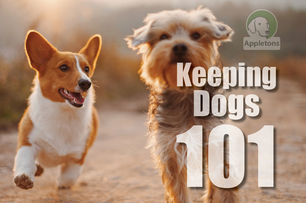 Keeping Dogs 101