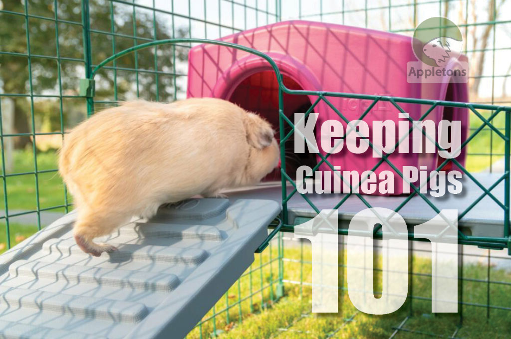 Keeping Guinea Pigs 101