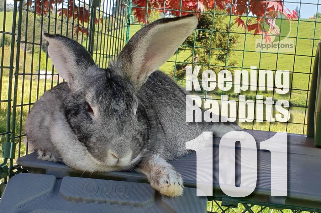 Keeping Rabbits 101