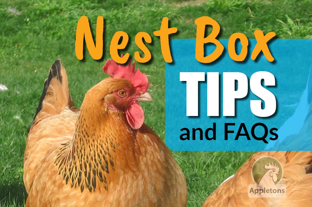 Lay Mrs. Hen Lay! Nest Box Tips