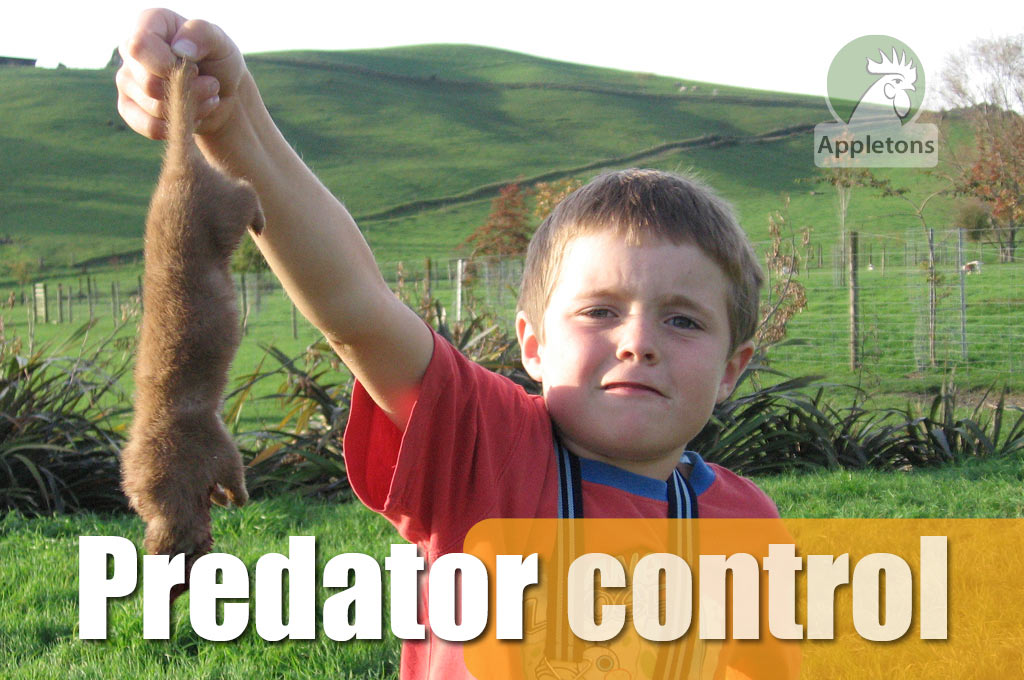 Blog Losing Precious Eggs and Poultry to Predators