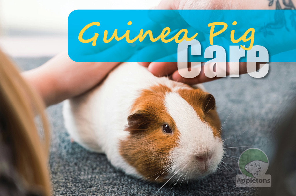 Omlet's 5 Guinea Pig Care Tips