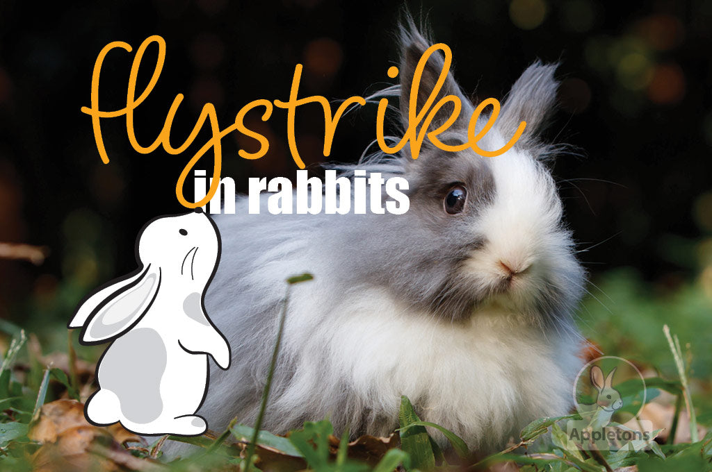Rabbits and Flystrike