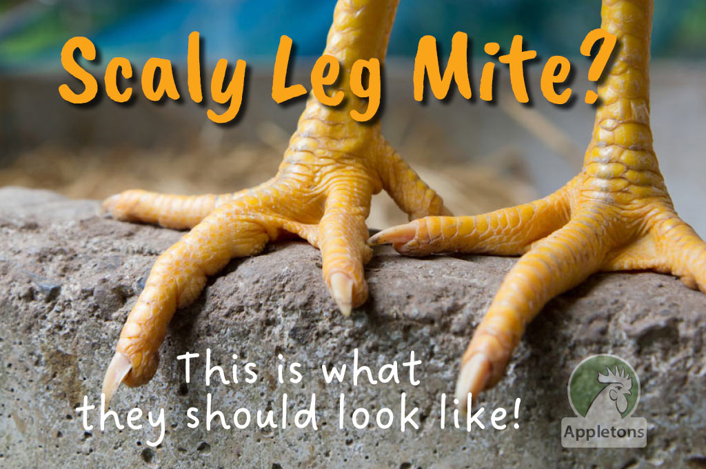 What are Scaly Leg Mites?