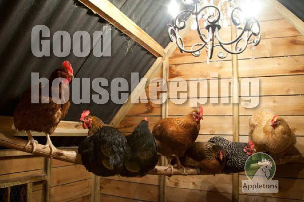 Blog Take a Peek Inside Your Coop