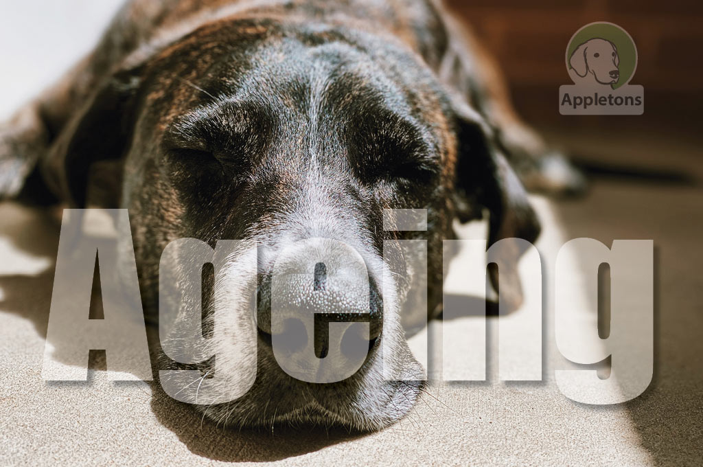 The Ageing Stages of Dogs