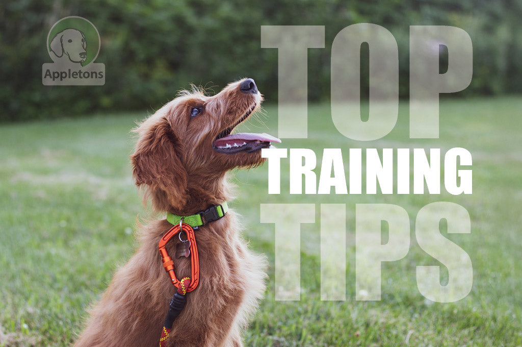 Top 7 Dog Training Tips