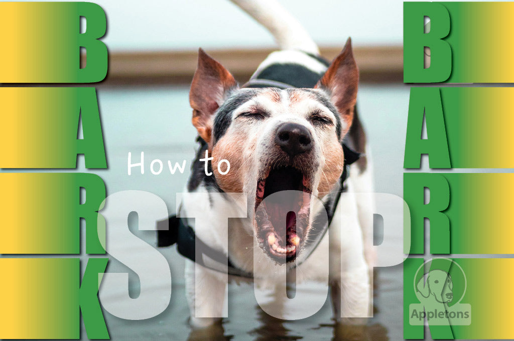 Training Your Dog to Stop Barking