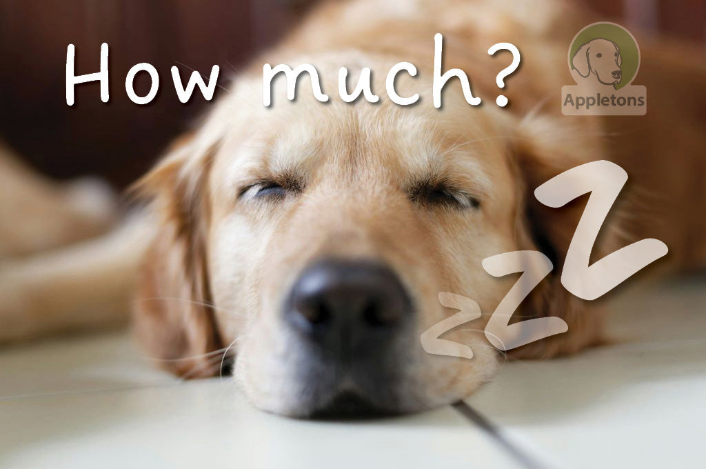 Upgrade Your Dog's Sleep