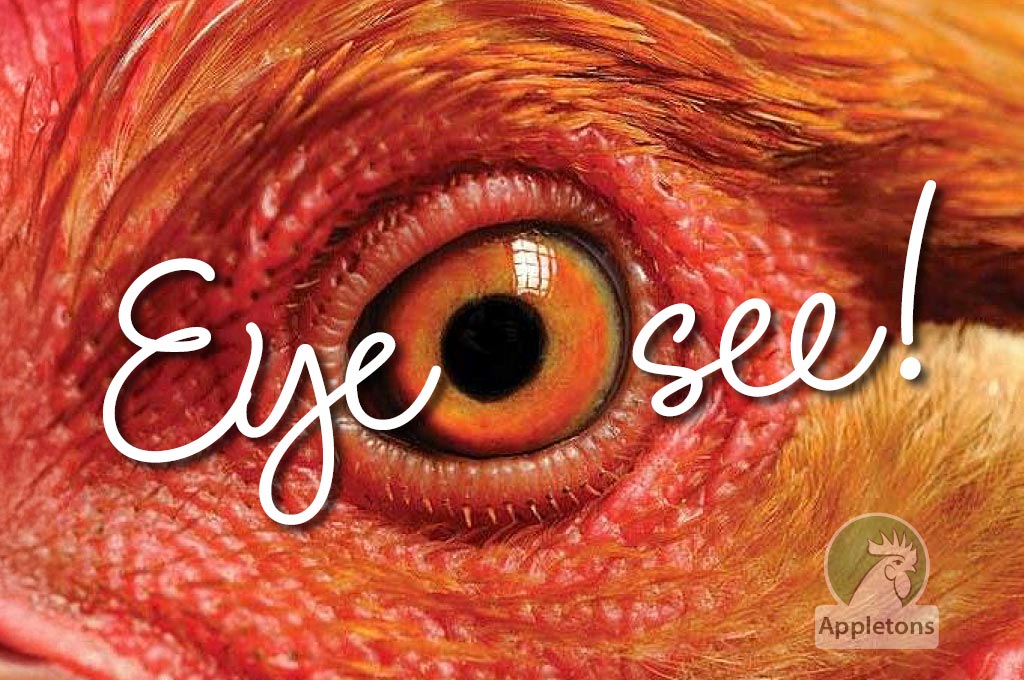 Blog What Can Your Chickens See