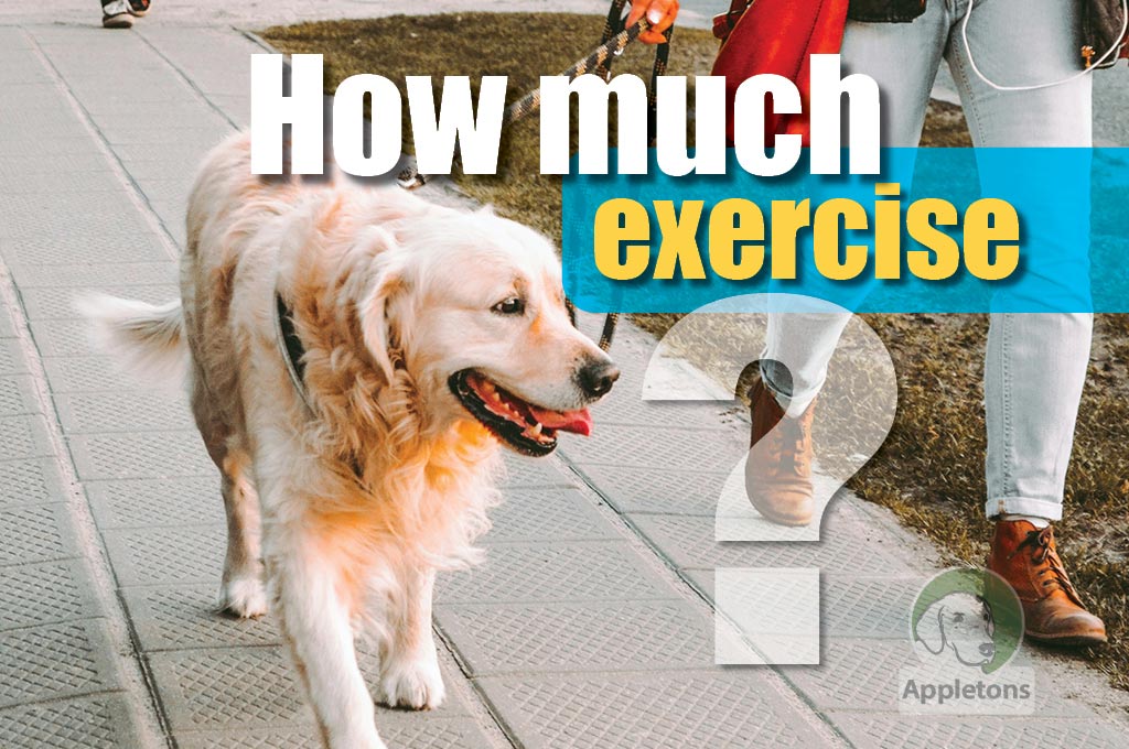 What is the Right Amount of Exercise for my Dog
